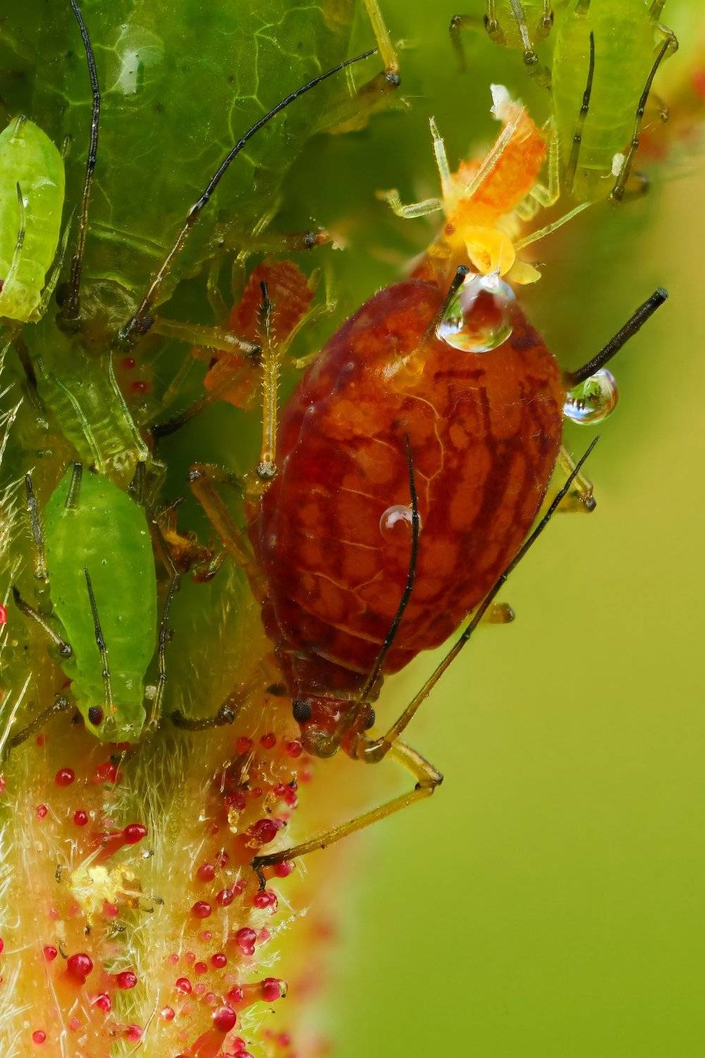 макро,природа,насекомое,животное,тля,растение,ветка,цвет,зеленый,оранжевый, Андрей Шаповалов