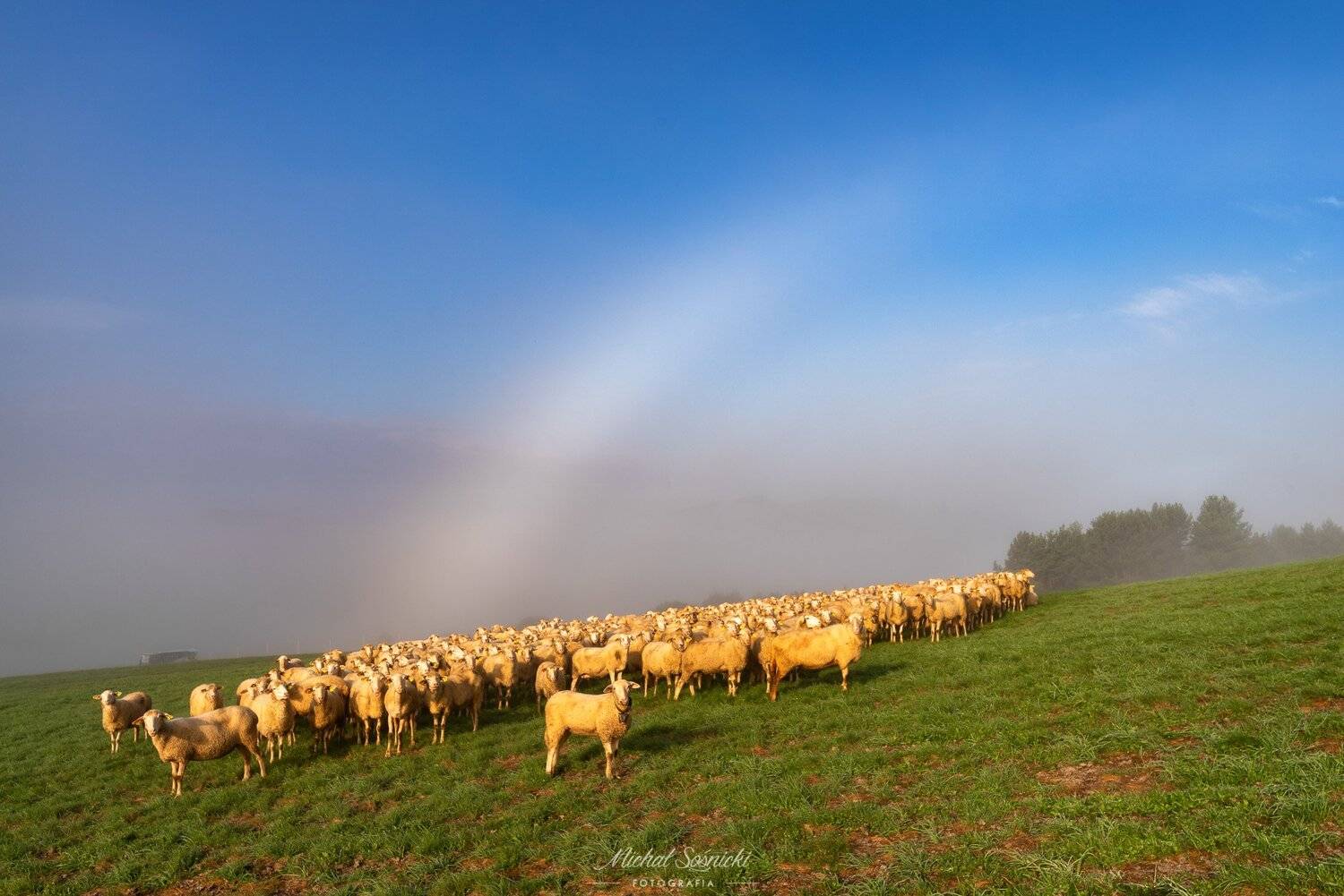 #tree #trees #laser #fog #morning #poland #rainbow #white #sheep, Michał Sośnicki