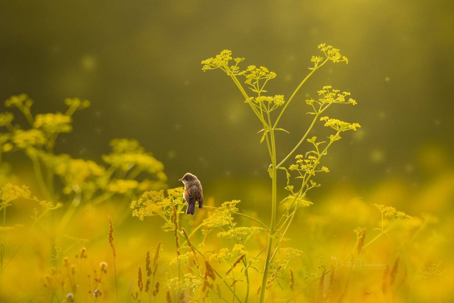 природа, лес, поля, огороды, животные, птицы, макро, Дмитрий Посевич