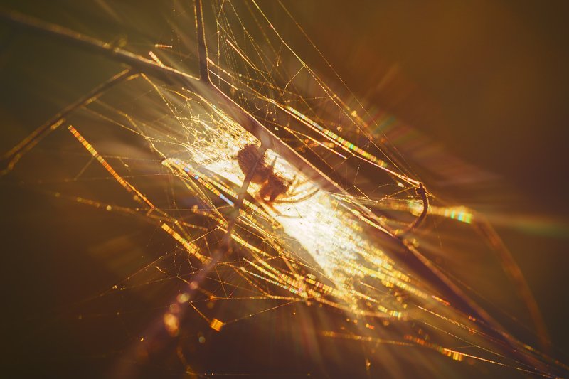 tokina 100 macro, beautiful, красивый, moment, момент, nature, природа, autumn, осень, осенняя, spider, паук, spiderweb, паутина, rainbow, радужная, sunny, солнечный, light, свет, warm, теплый, sunset, закатный, evening, вечер, Паутинково-закатное, сентябрьское... фото превью