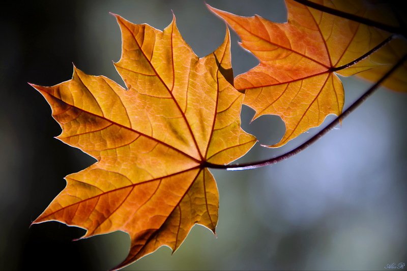 Осеннее фото превью