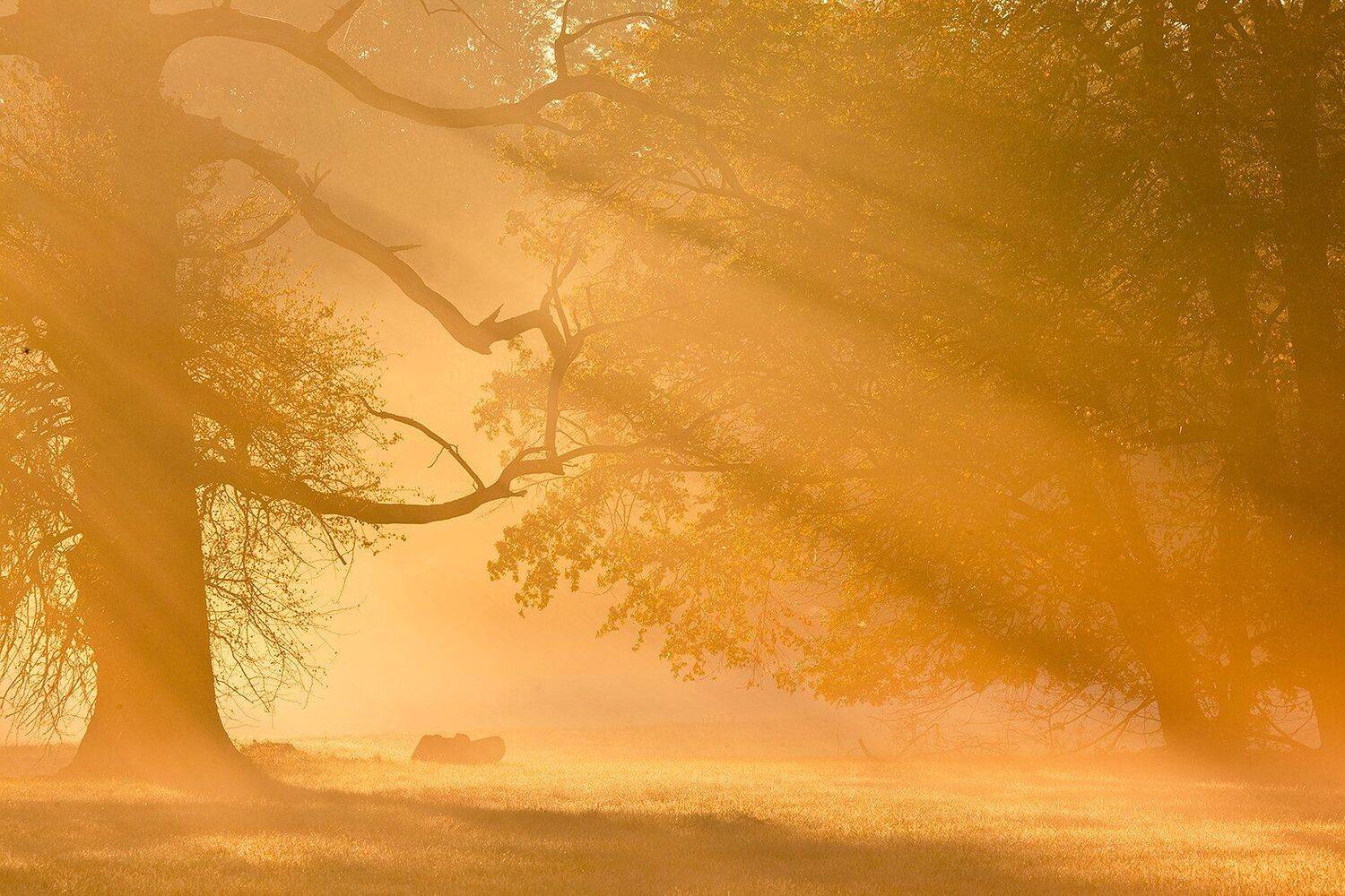 , Robert Adamec