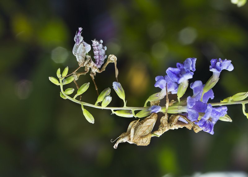 #mantis#colors#macro Mantis фото превью