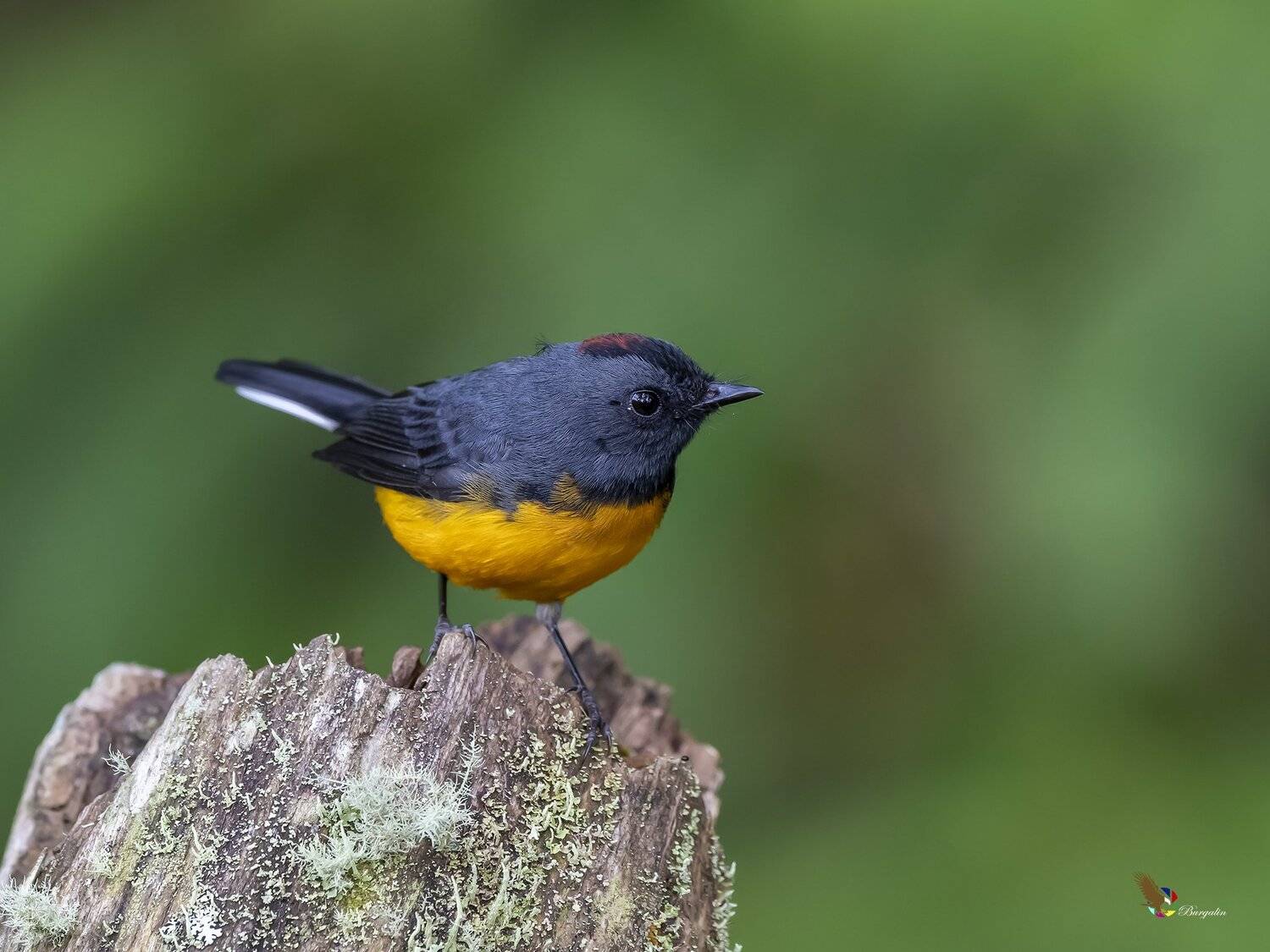 , Fernando Burgalin Sequeira