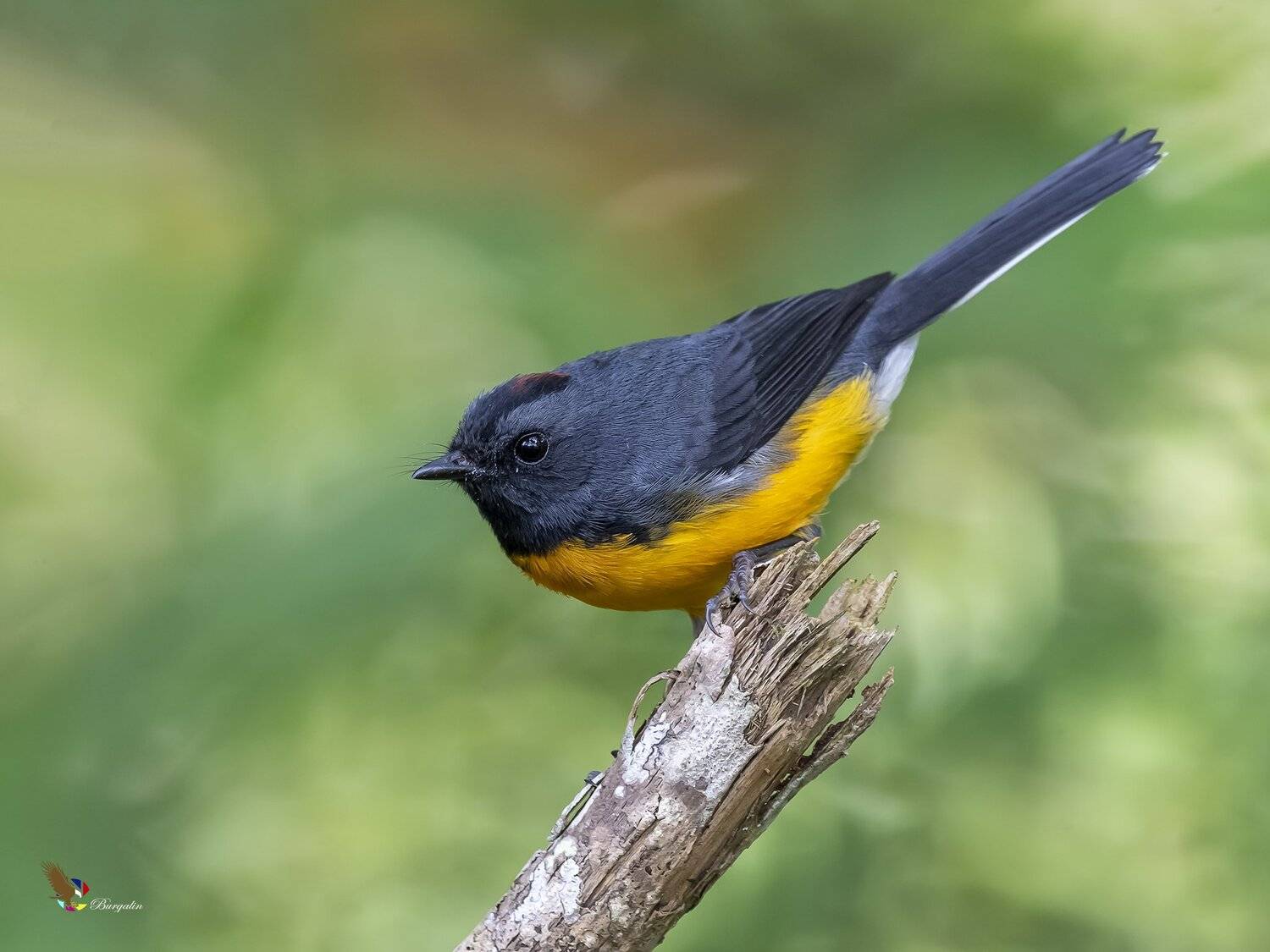 , Fernando Burgalin Sequeira