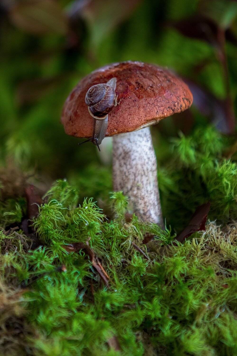 осень, грибы, природа, натюрморт, Александр Игнатьев