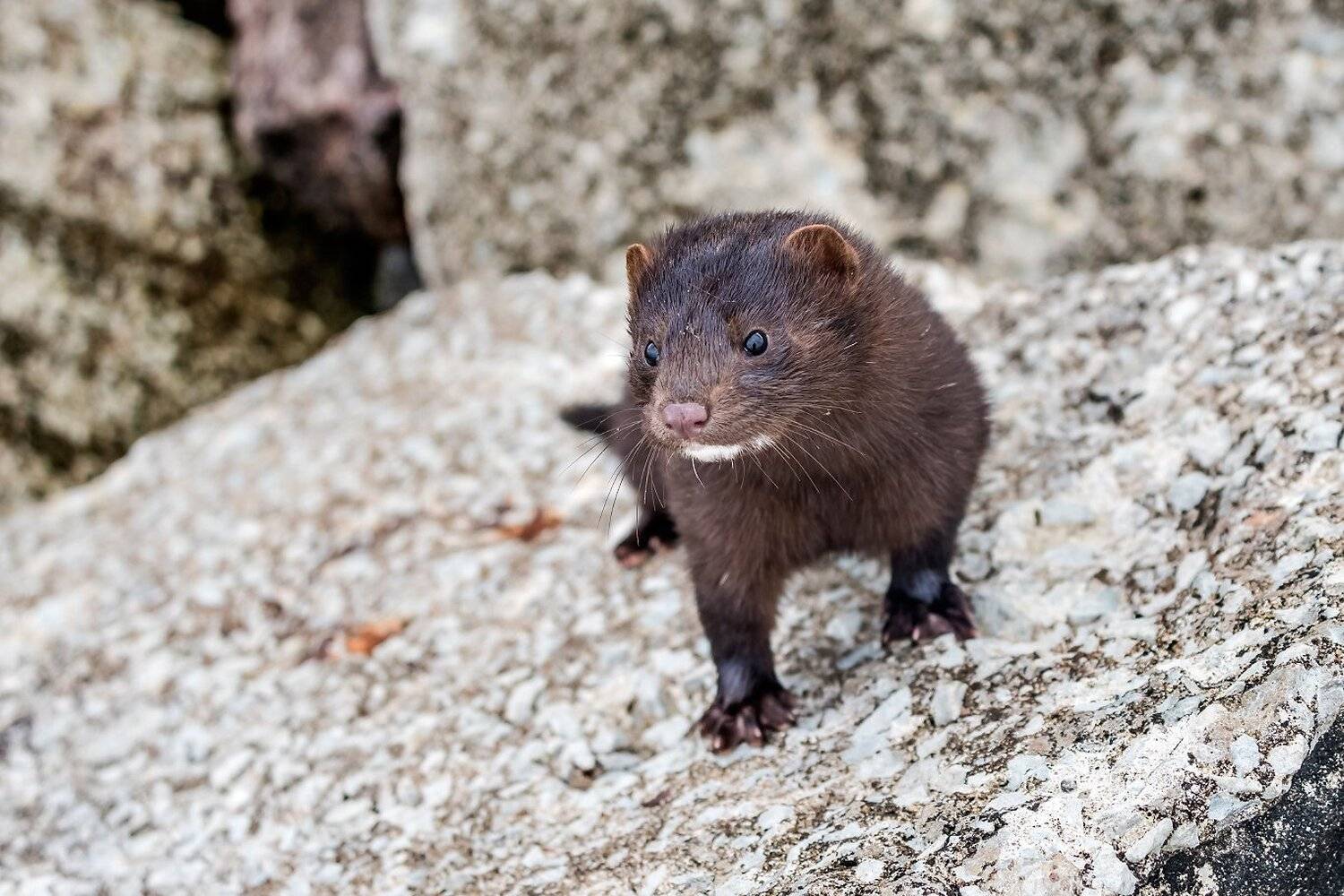 , Александр Абросимов