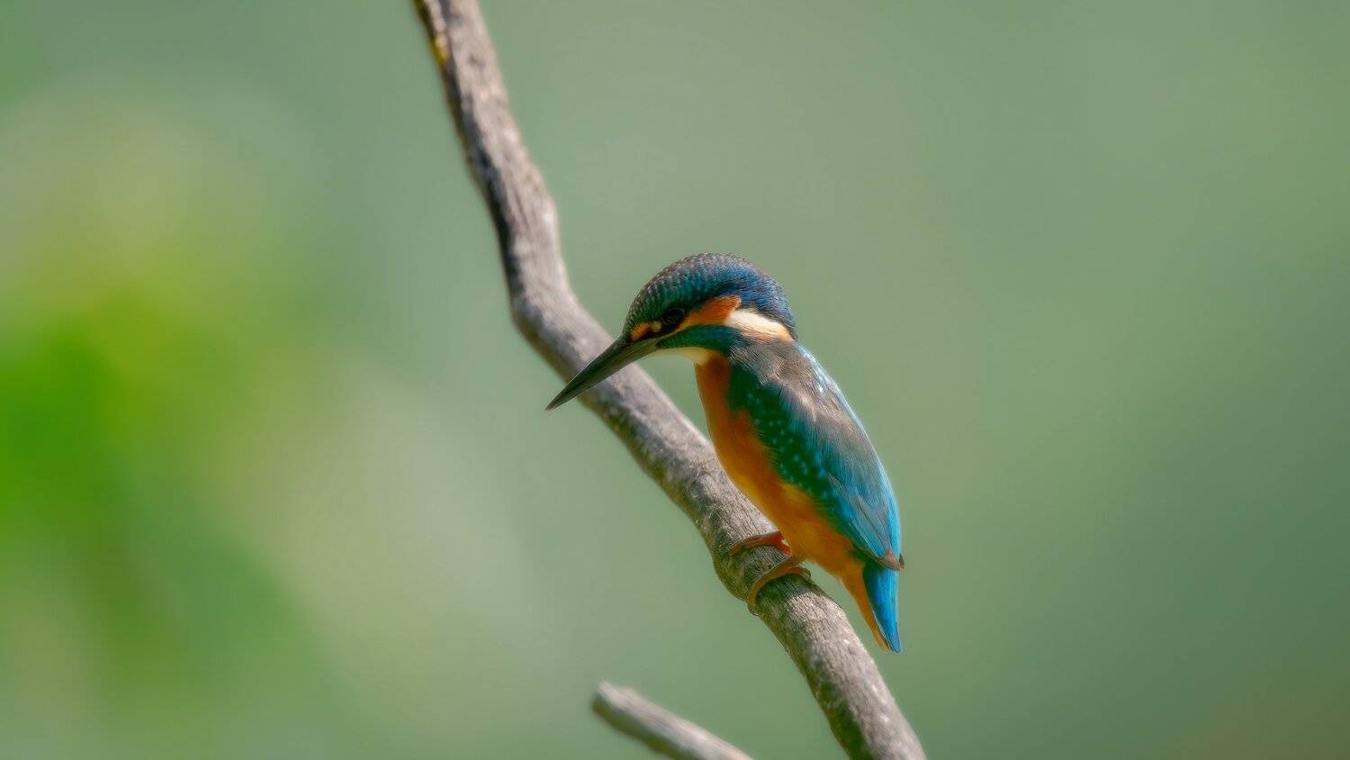 , Alexander Plekhanov