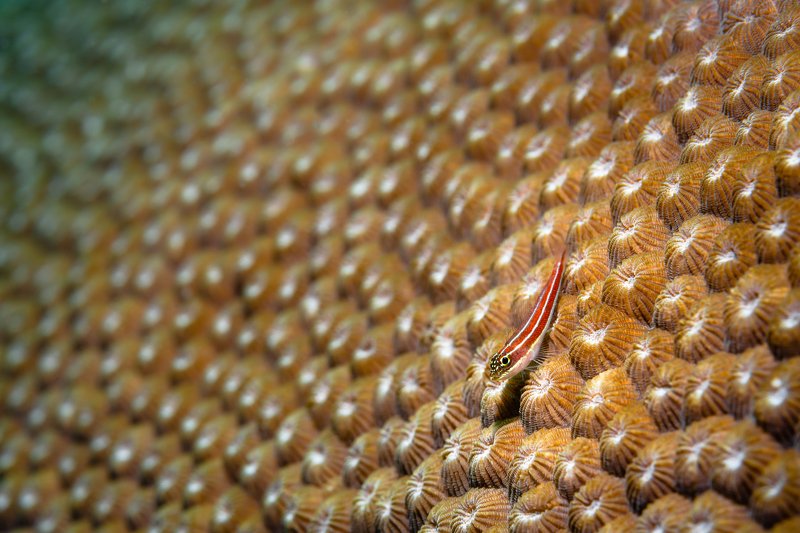 GOBY #18 фото превью