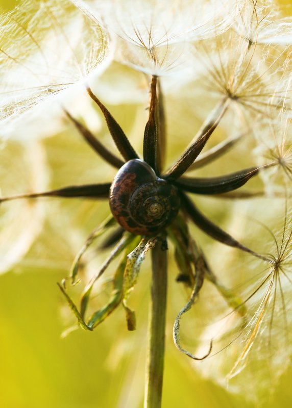 Nature фото превью