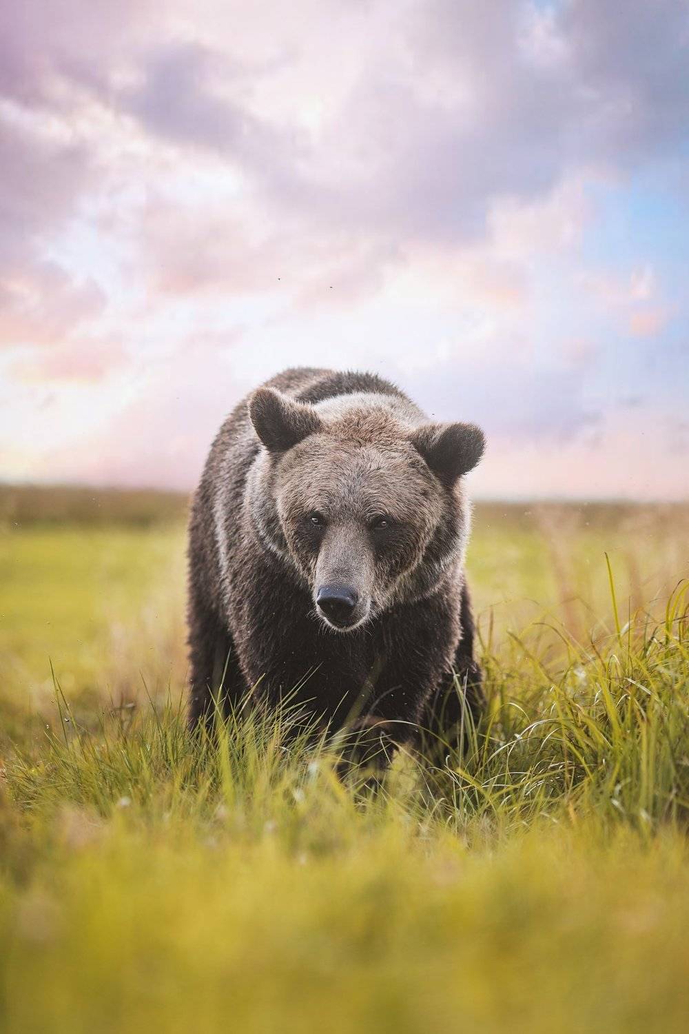 медведь, природа, портрет, взгляд, хищник, зверь, животное, bear, animal, wild, Anna Yarkova