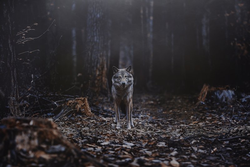 волк, лес, природа, сумерки, ночь, хищник, взгляд, встреча, дикий, wolf, animal, predator, forest  фото превью