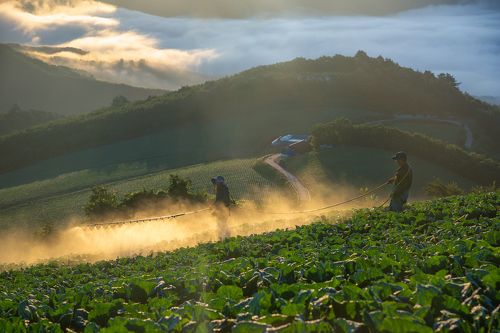 Farmers of the anbandaegi
