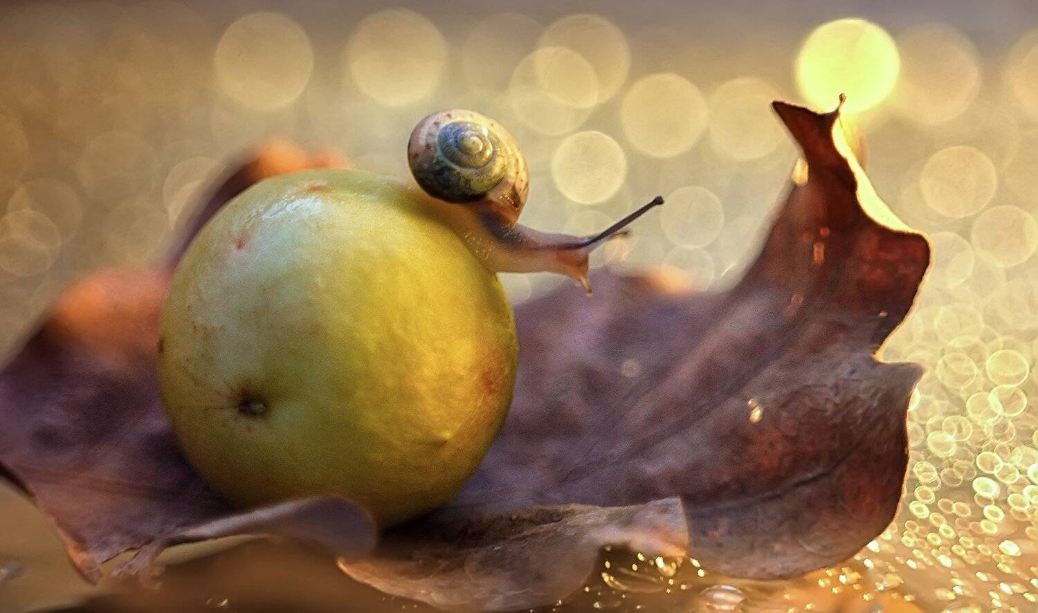 , Галина Горькавая