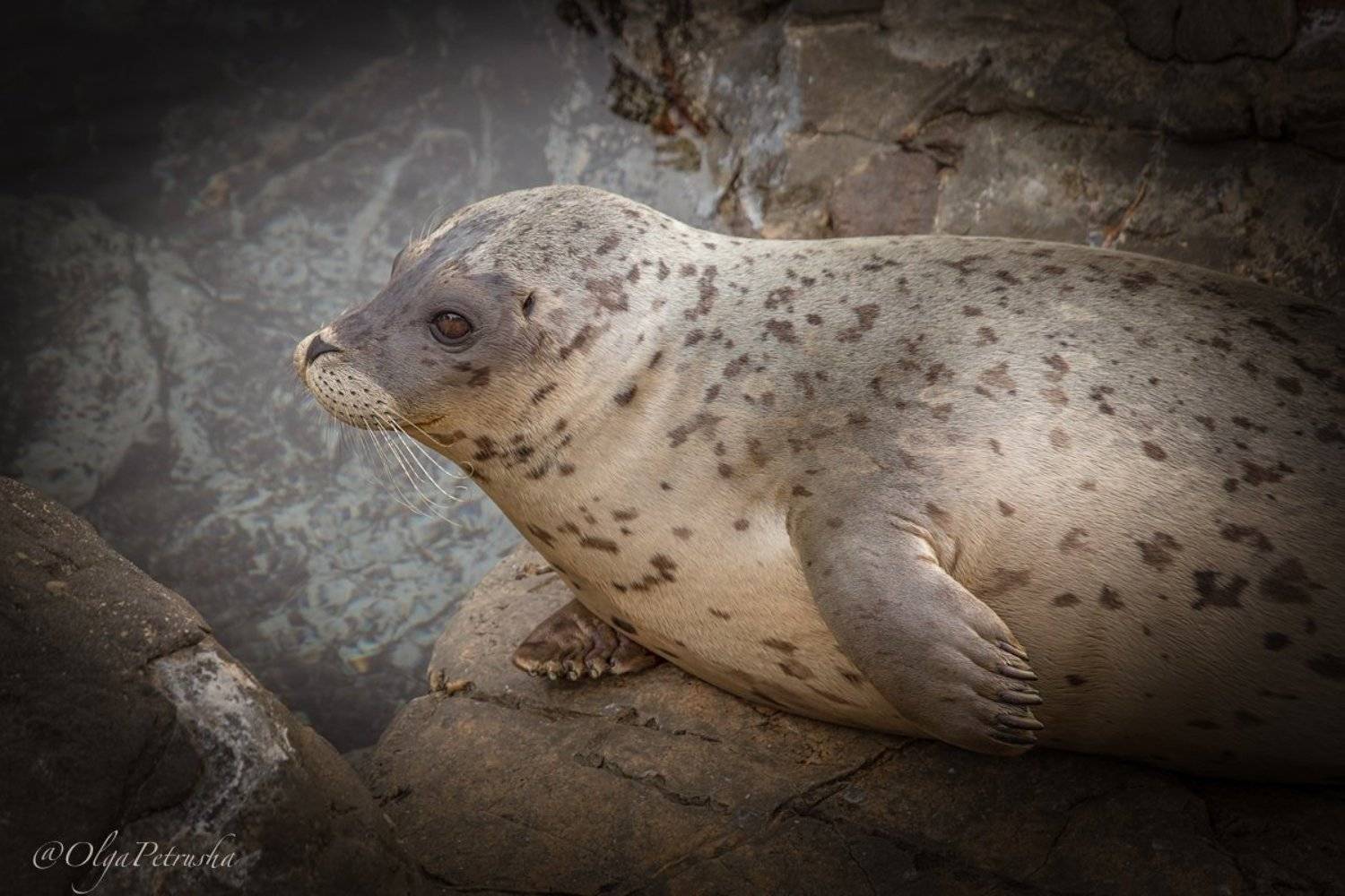 нерпа, тюлень, дикие_животные, океан, тихий_океан, Ольга Петруша