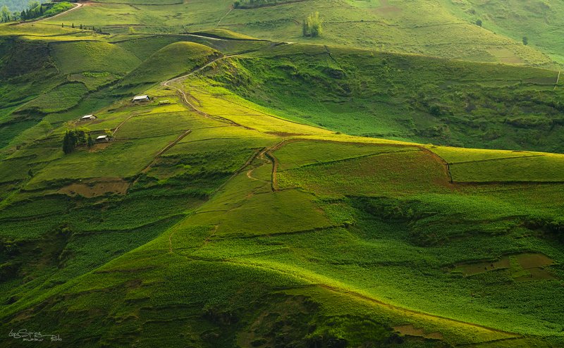 Corn field фото превью