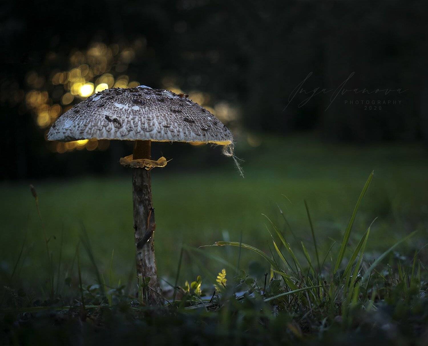 , Инга Иванова