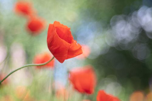 Watercolor poppies