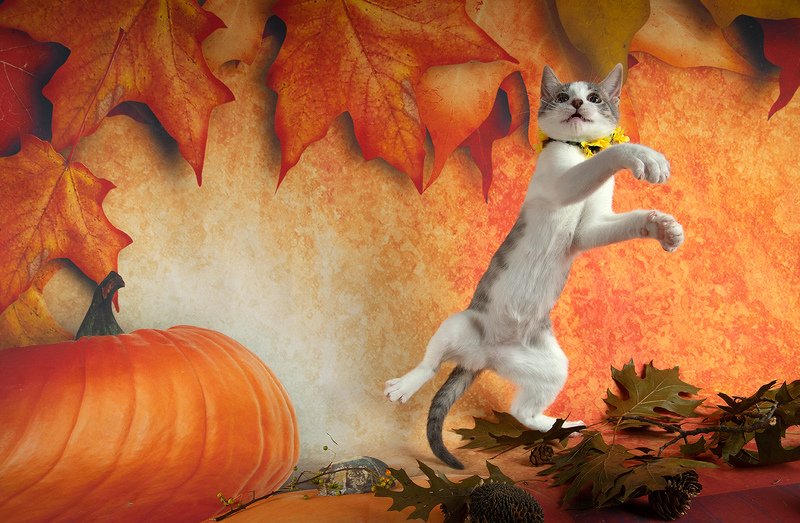 кошка, котенок, сats, домашнии любимцы, котенок, kitten,натюркотики, осень,autumn Котенок Сэйдж и Осень. фото превью