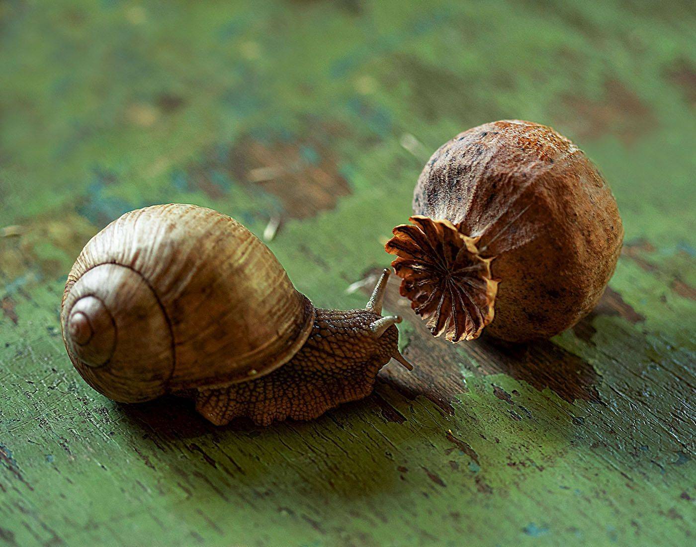 улитка, тихоход,мак, знакомство,макросъёмка,snail, cochlea, flower,macro, Юлия Стукалова