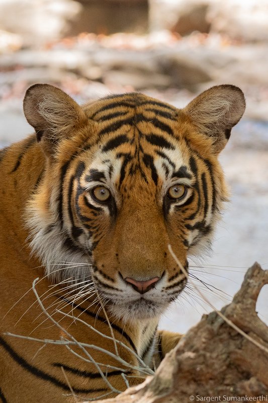 Potrait of a tiger фото превью