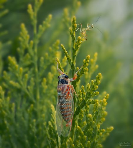 Привет, сосед!