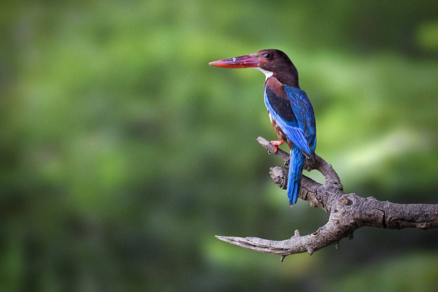 white throated kingfisher, white-breasted kingfisher, halcyon smyrnensis, alcedinidae, kingfisher, parth kansara, birds, green, wildlife, nature, birdsof india,, parth kansara