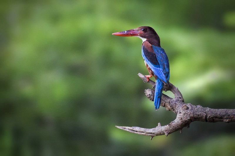 white throated kingfisher, white-breasted kingfisher, halcyon smyrnensis, alcedinidae, kingfisher, parth kansara, birds, green, wildlife, nature, birdsof india, White throated kingfisher фото превью
