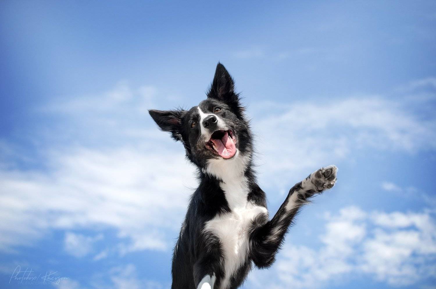 анималистика, портрет, Екатерина Кикоть