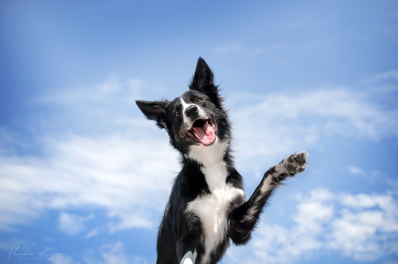 анималистика, портрет Smile фото превью