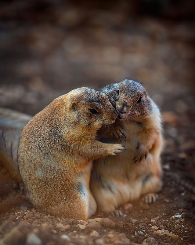 животные любовь Это любовь фото превью