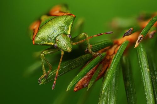 Зеленый на зеленом