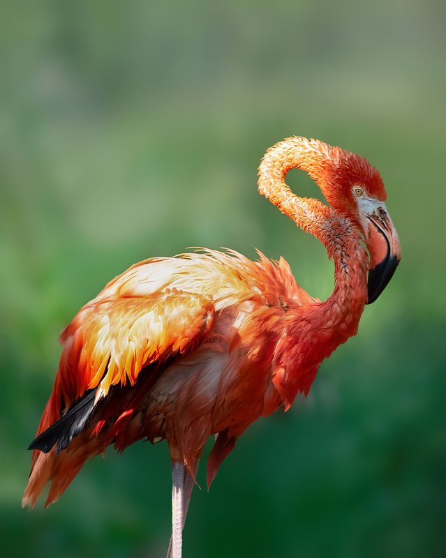 Фламинго фото превью