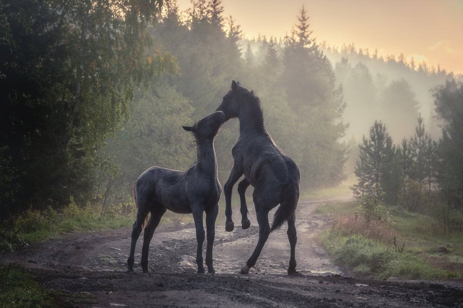 утро пейзаж лошади туман урал, Даниил Силантьев