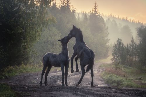 Утренние нежности