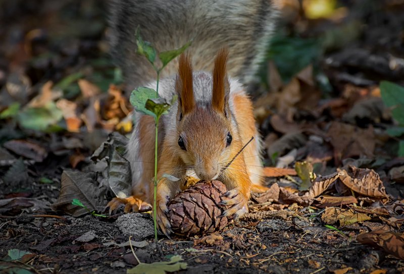 белка, кедровая шишка, с кедровой шишкой.. фото превью