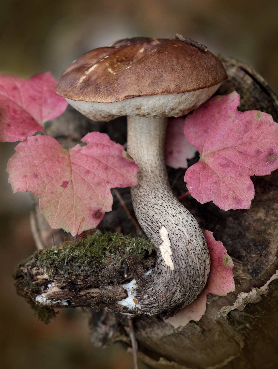 , Галина Горькавая