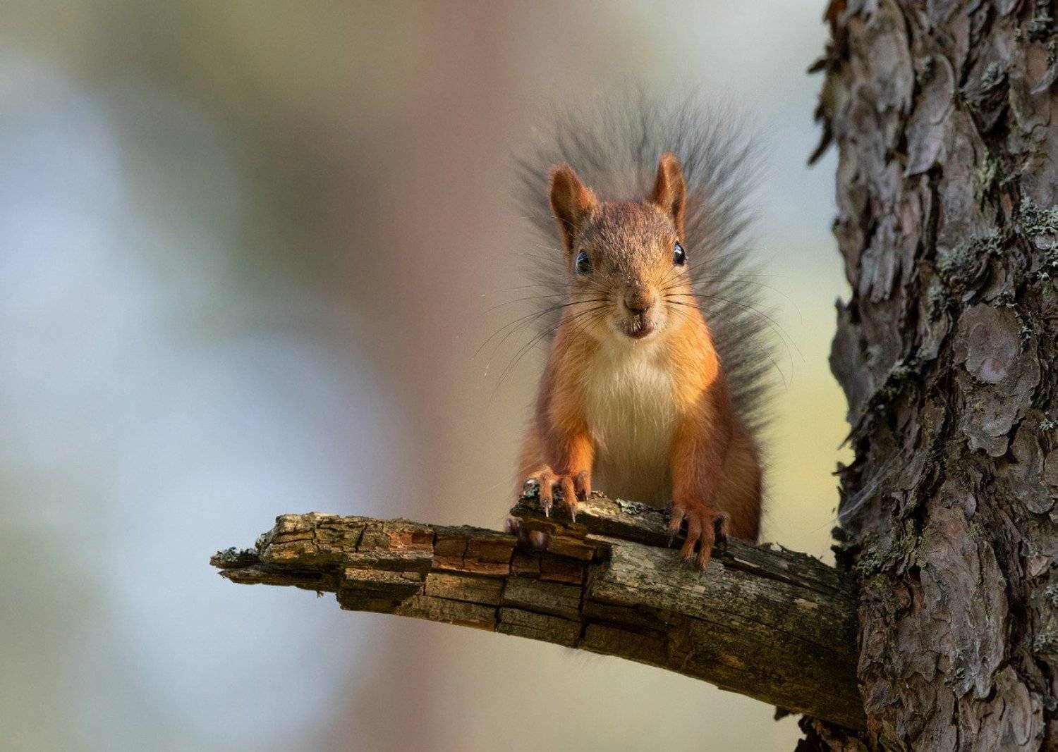 белка,, Владимир Пакалевич