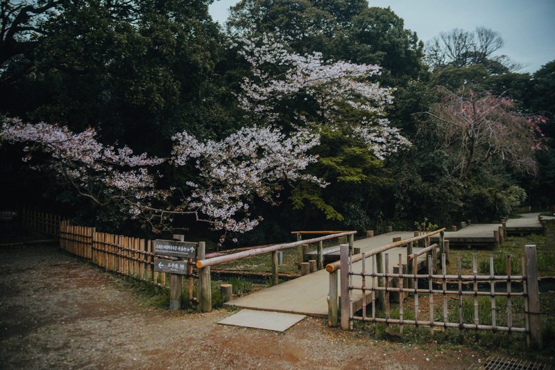 Целующиеся карпы, Sankeien парк фото превью