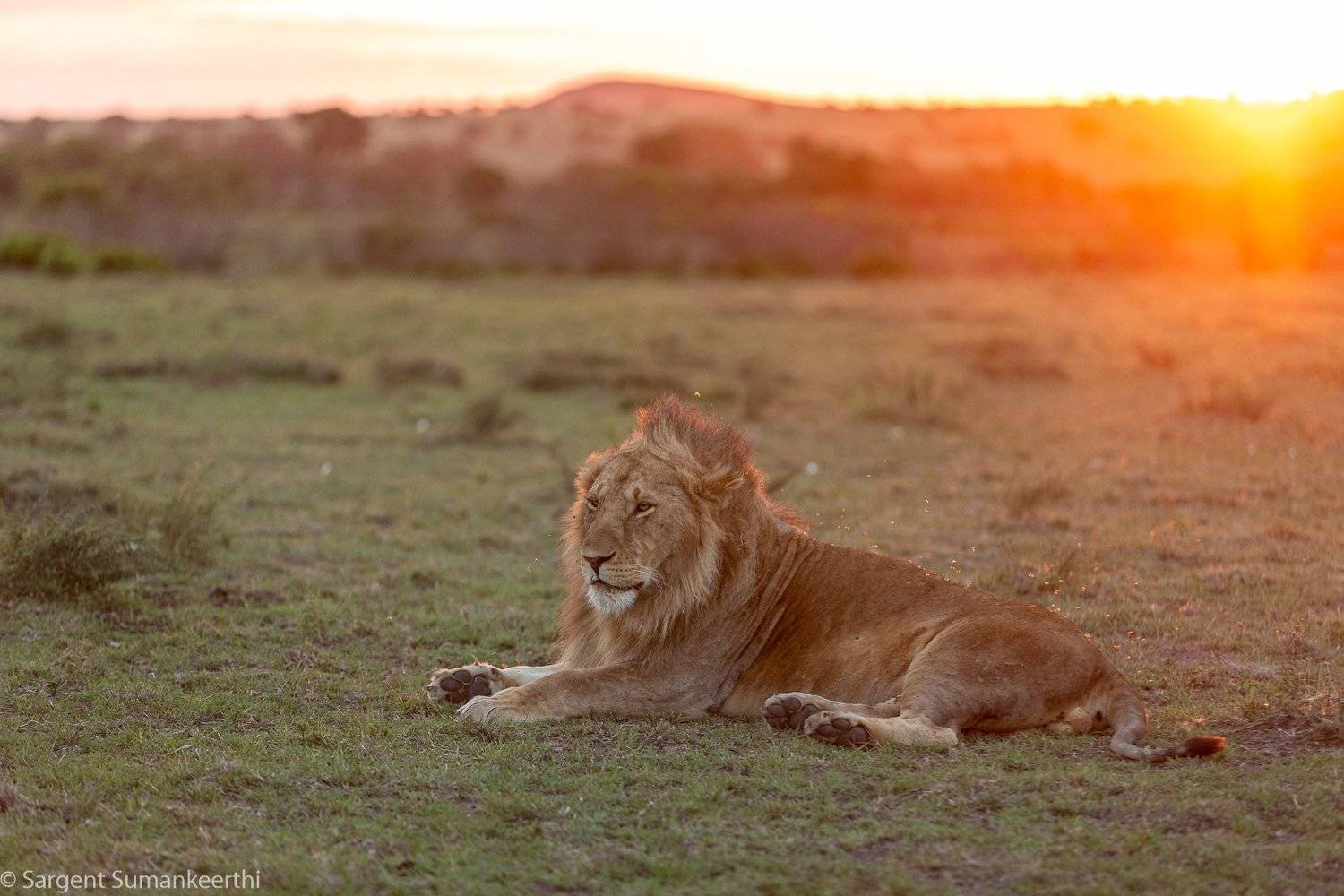 , Sumankeerthi Sargent