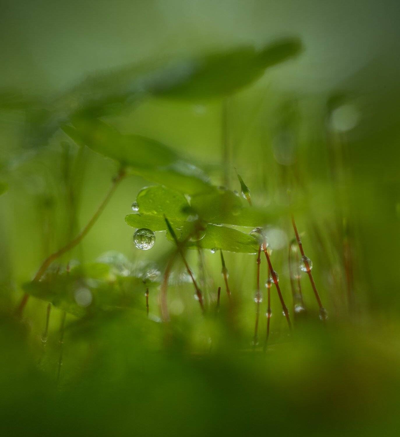 , Николай Андреев