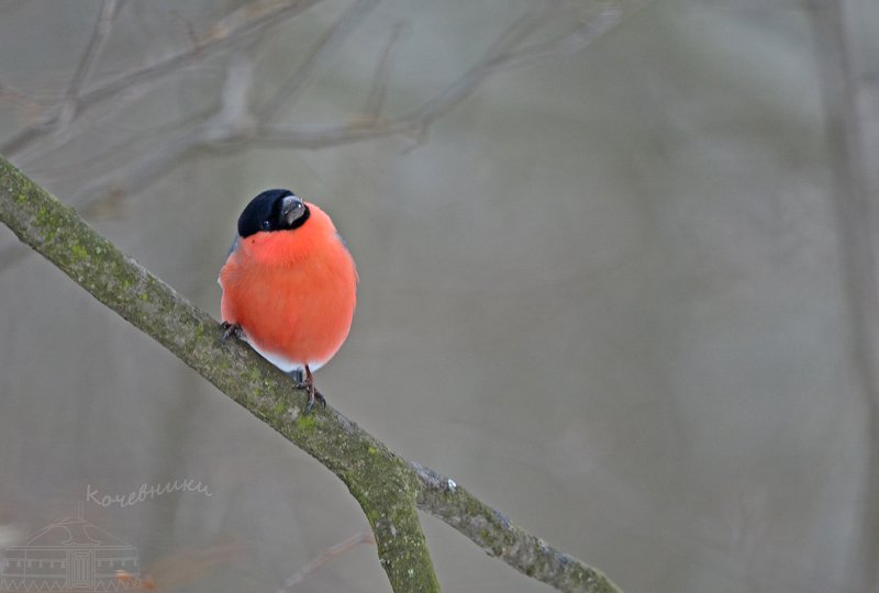 птицы, снегирь, birdwatching, дикая природа, birds Зимнее яблочко фото превью