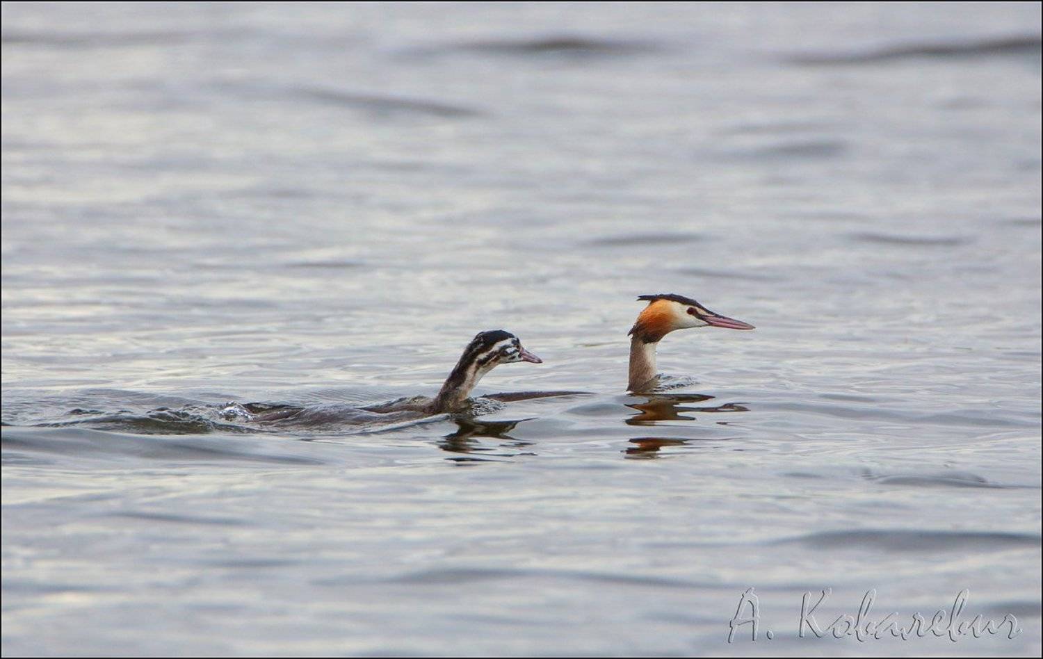 , Ковалевич А.