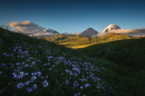 Цветы Камчатки