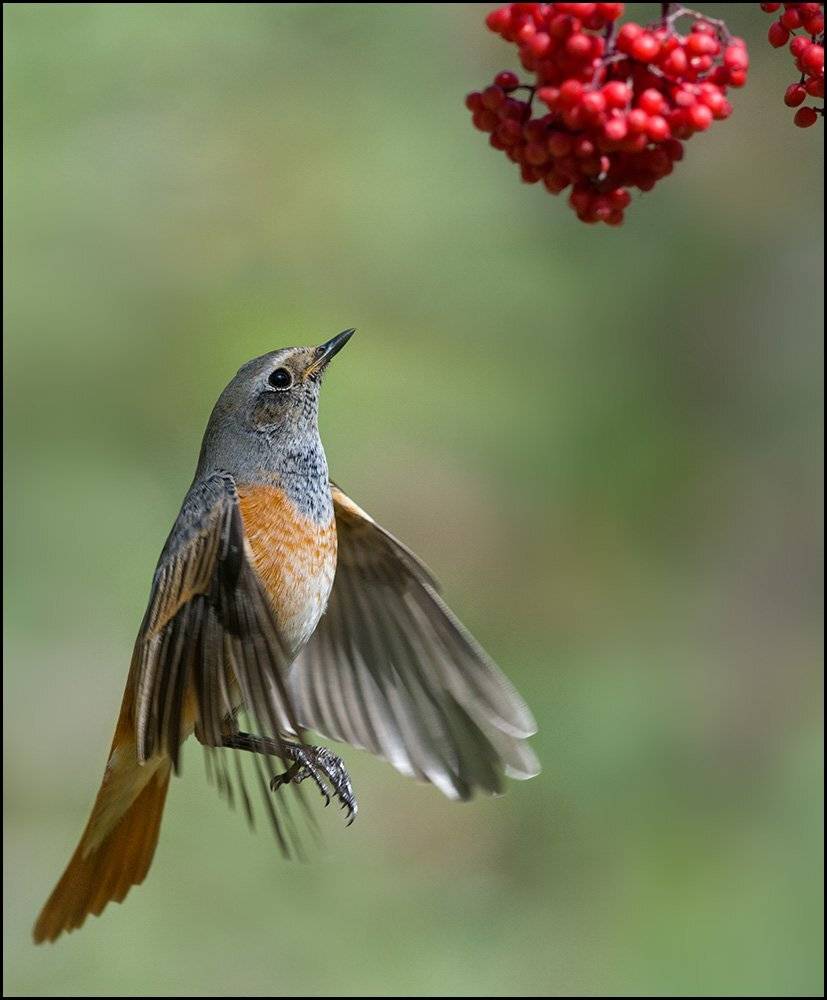 горихвостка,полёт,бузина, Иван