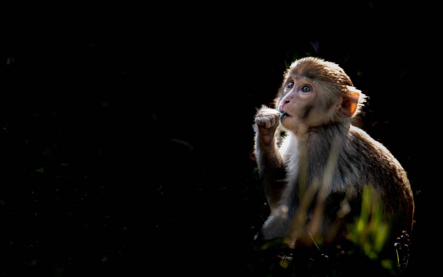 Monkey, rhesus macaque, wildlife,  juvenile, sundarban, mangroves, west bengal, india, Nabarun Majumdar