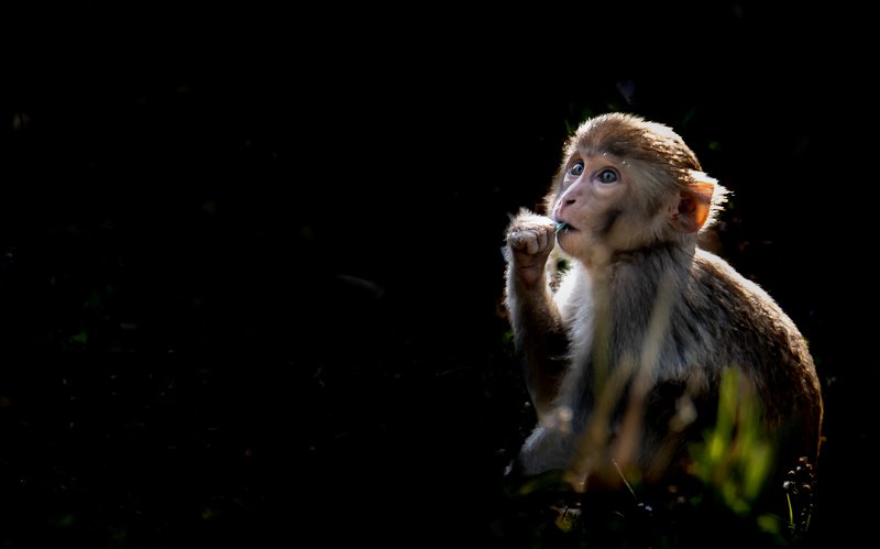Monkey, rhesus macaque, wildlife,  juvenile, sundarban, mangroves, west bengal, india Innocence overload фото превью