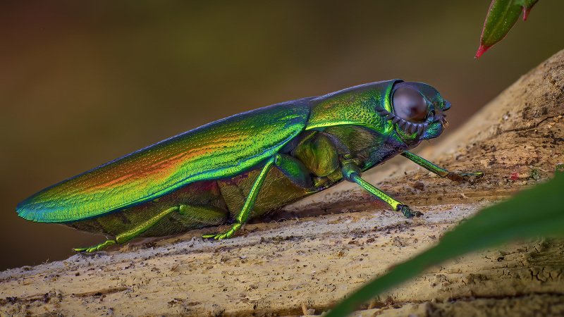 Chrysaspis aurata фото превью