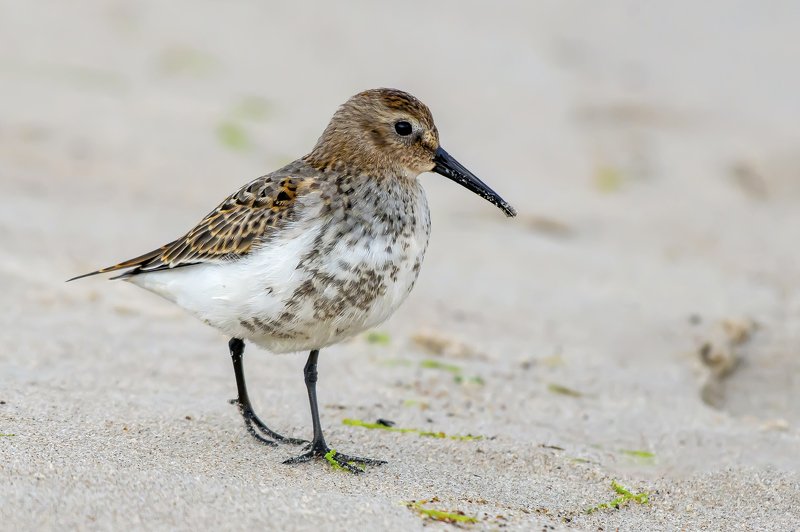 Dunlin фото превью
