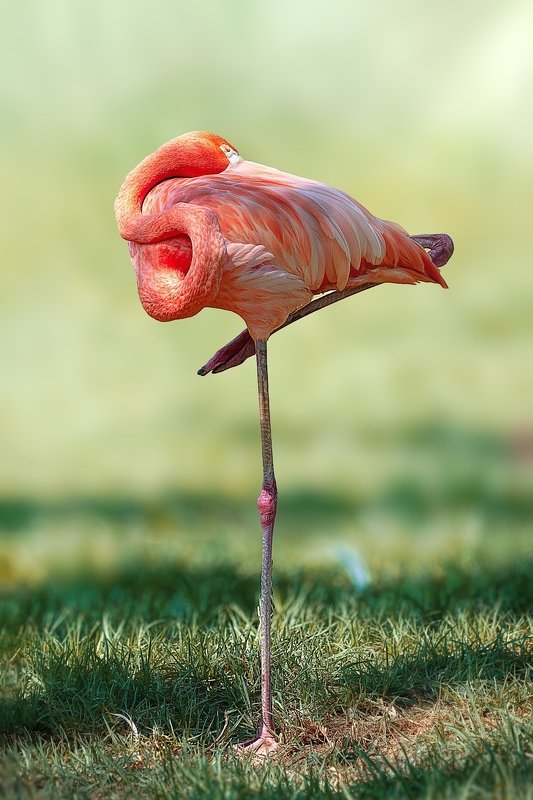 Фламинго фото превью